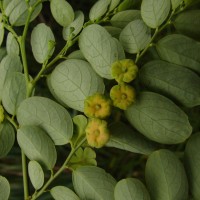 Phyllanthus retusus Dennst.